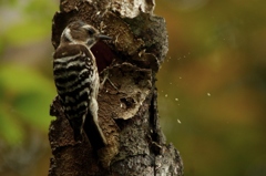 巣作り中のコゲラ