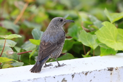 街中の鳥 1