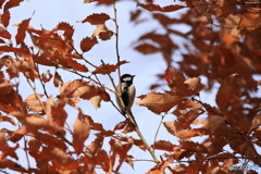 シジュウカラ