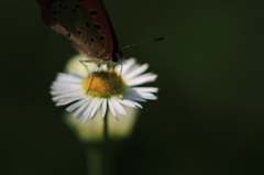 この花は僕の物...