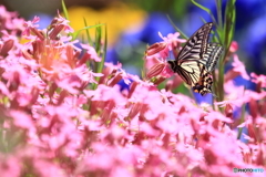 花園の中で