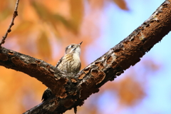 紅葉の中のコゲラ2