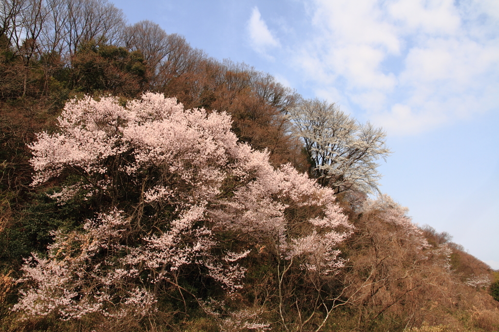 山の桜