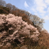 山の桜