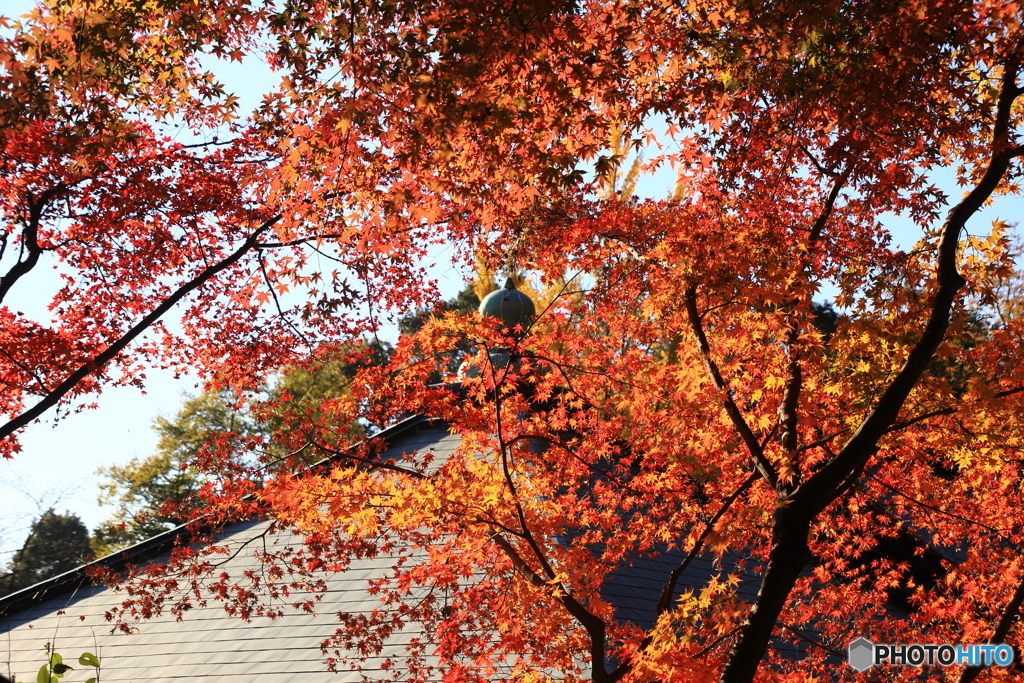 屋根と紅葉