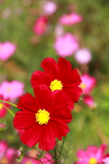 花フェスタ記念公園 ５