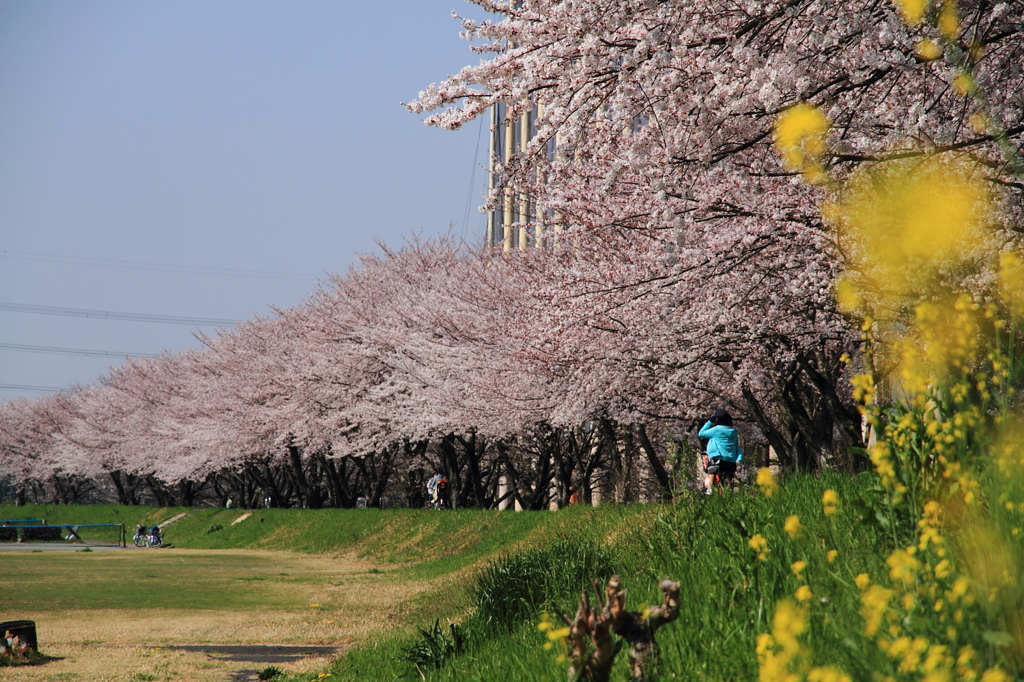 満開の桜並木