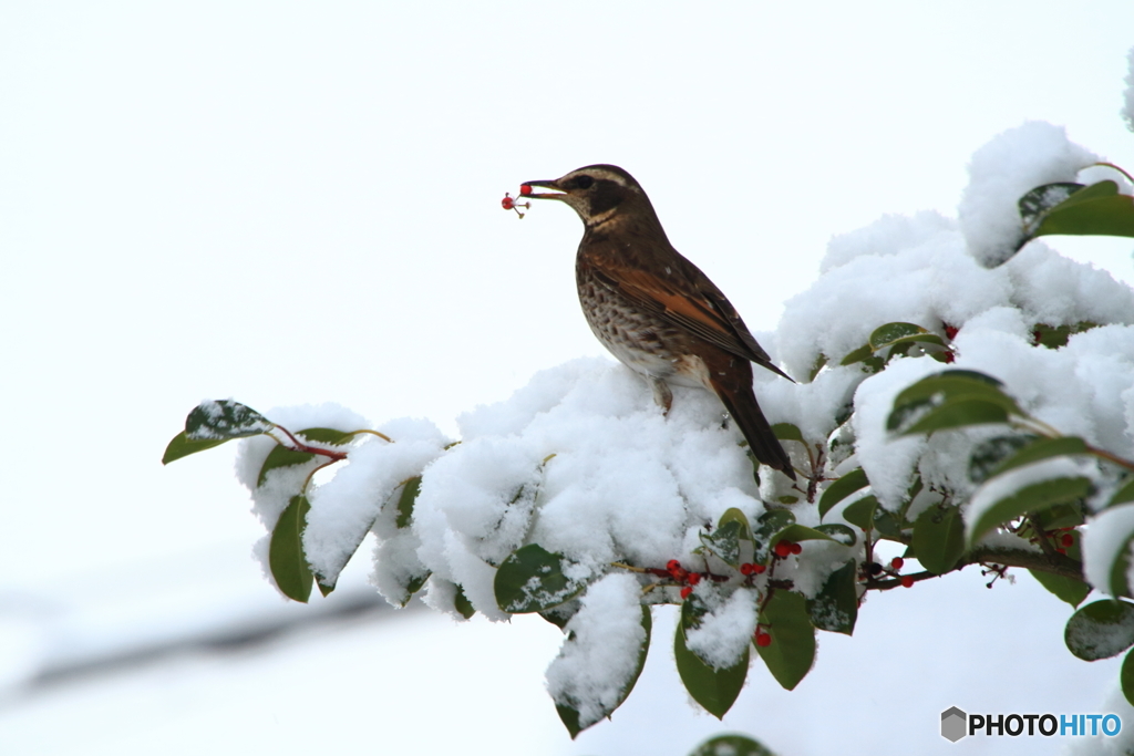 雪ツグミ