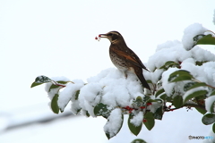 雪ツグミ