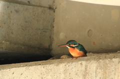 橋の下のカワセミ