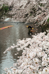 五条川の桜とのんぼり洗い ２