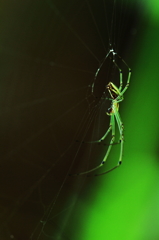 Green　Spider