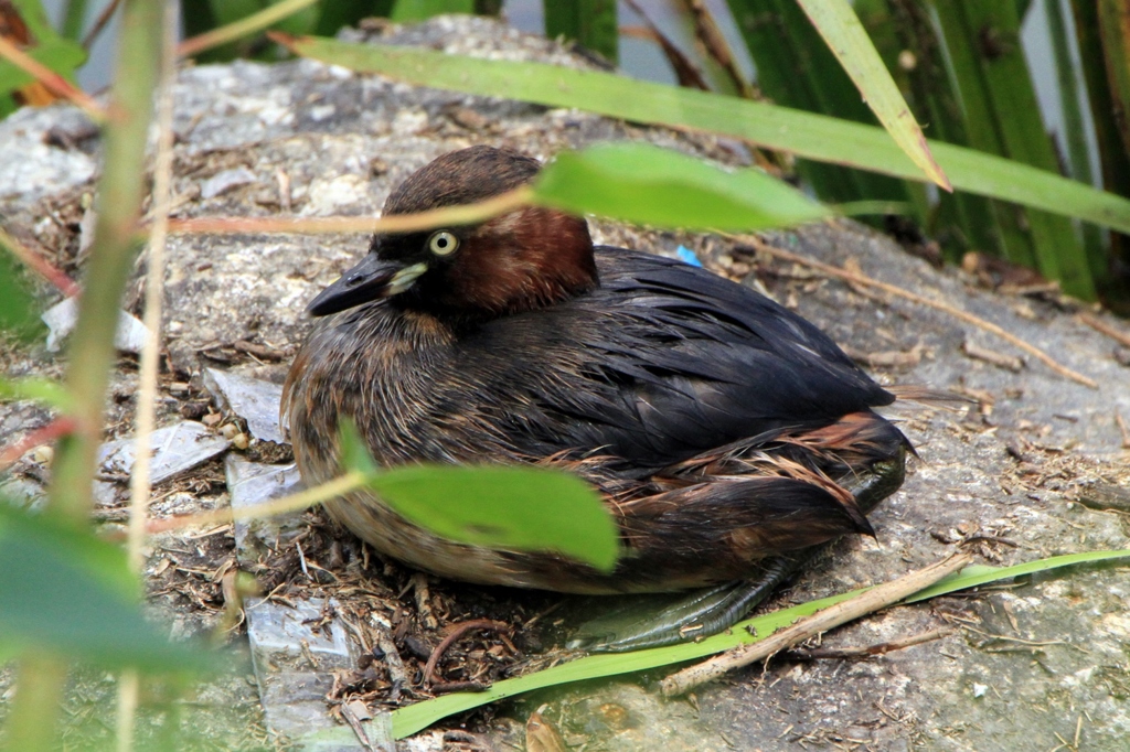 シリーズ―カイツブリ編１１　陸に上がったカイツブリ2