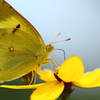 黄色い花に黄色い蝶 ２