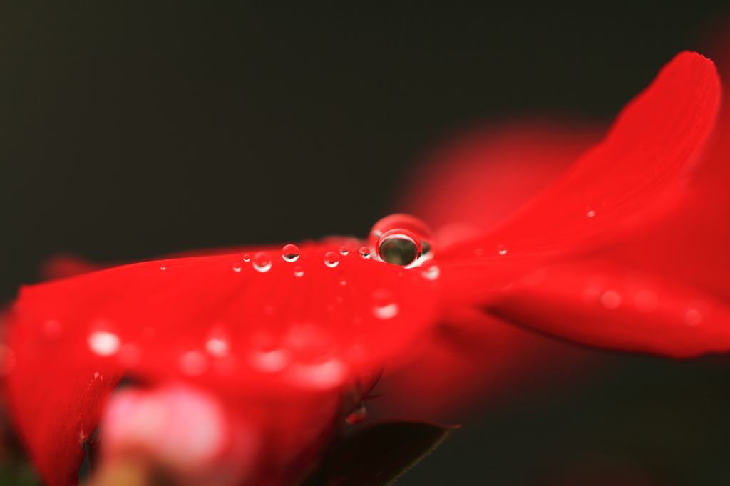 赤い花と水玉