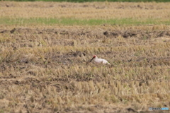 佐渡の鳥と言えば・・・3