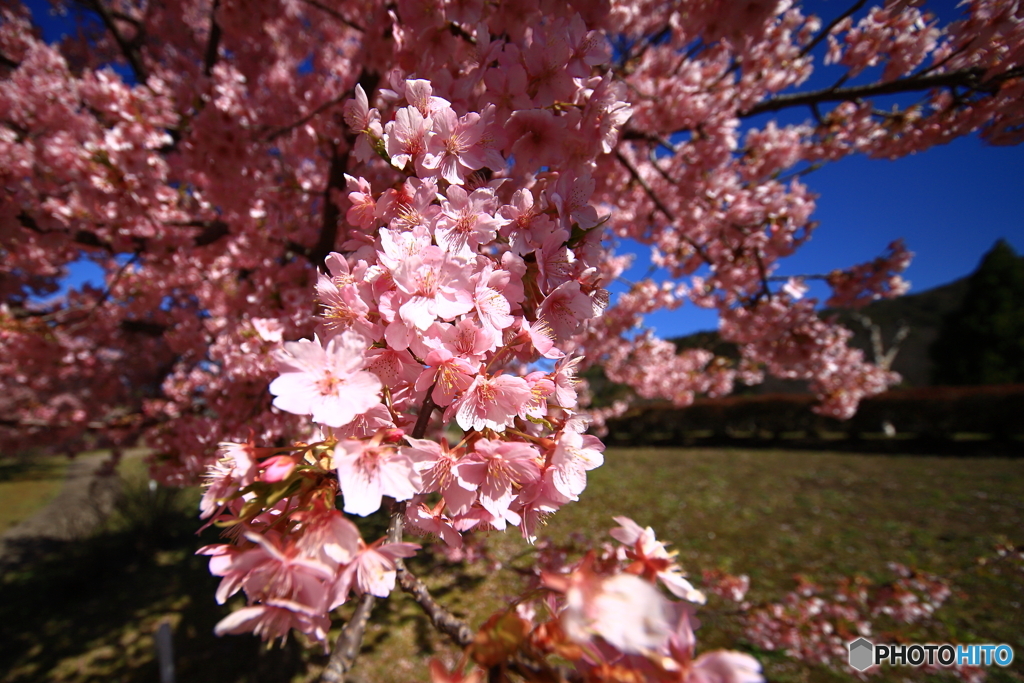 河津桜1