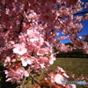 河津桜1