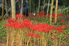 彼岸花群生