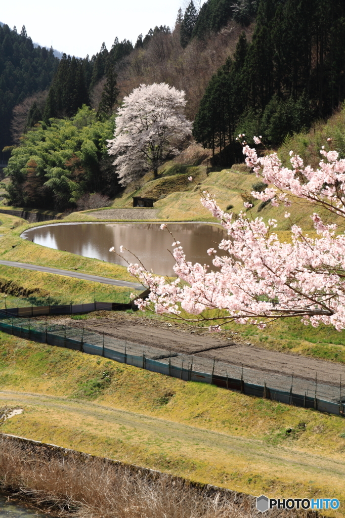 棚田と桜