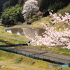 棚田と桜