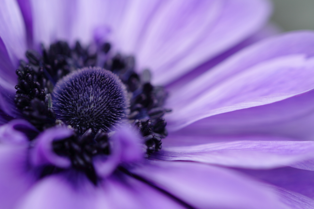 紫の花