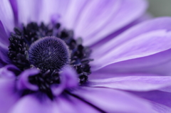 紫の花