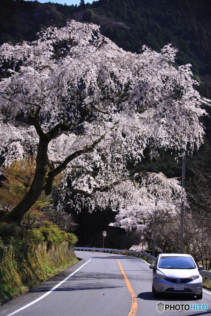 道路の上で咲く