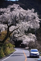 道路の上で咲く