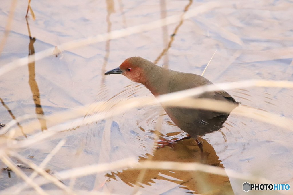 はじめての鳥2