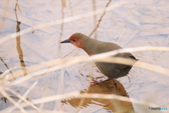 はじめての鳥2