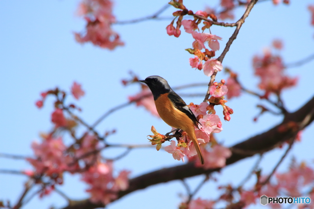2度目の河津桜