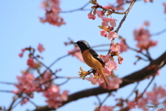 2度目の河津桜