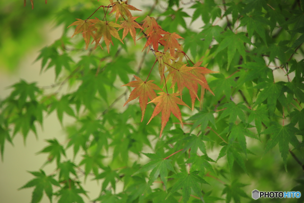 紅葉始まる？