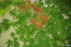 紅葉始まる？