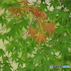 紅葉始まる？