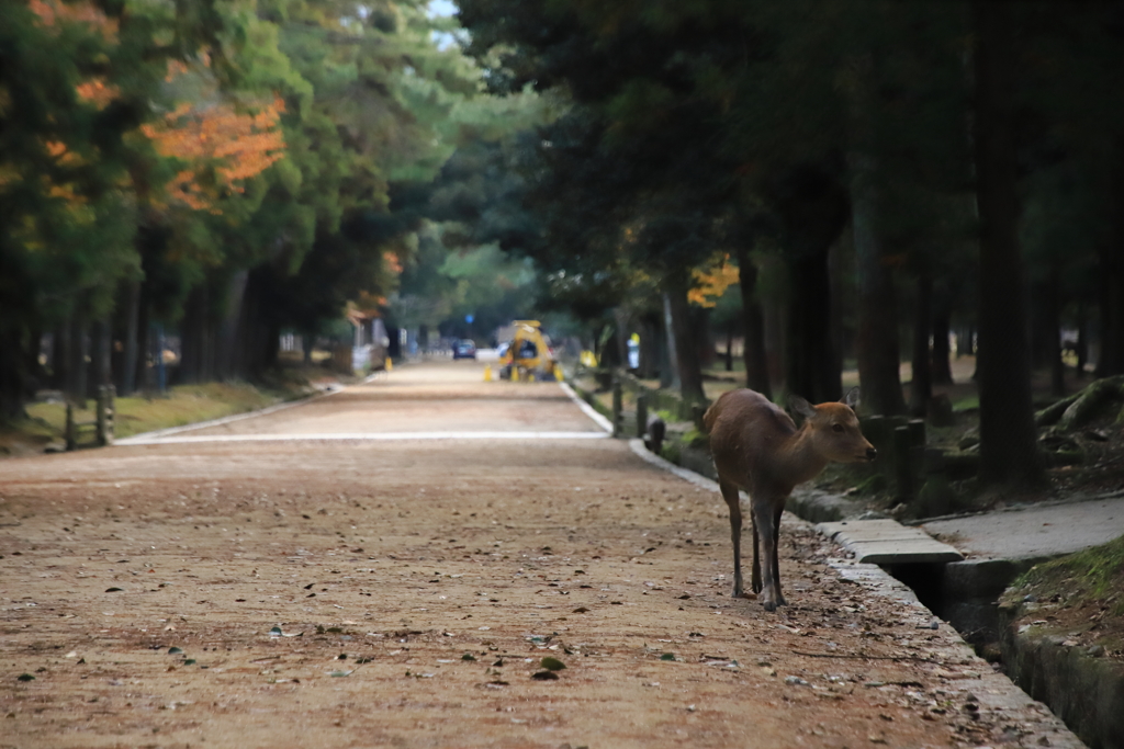 春日大社への道