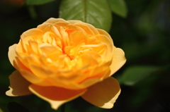 花フェスタ記念公園 １２