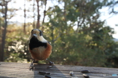 広角レンズで野鳥を撮ってみた 1