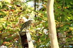 トラツグミ