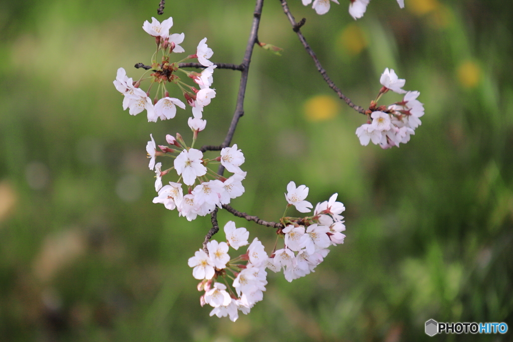 今年の桜