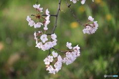 今年の桜