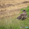 佐渡の鳥と言えば、ト・・・