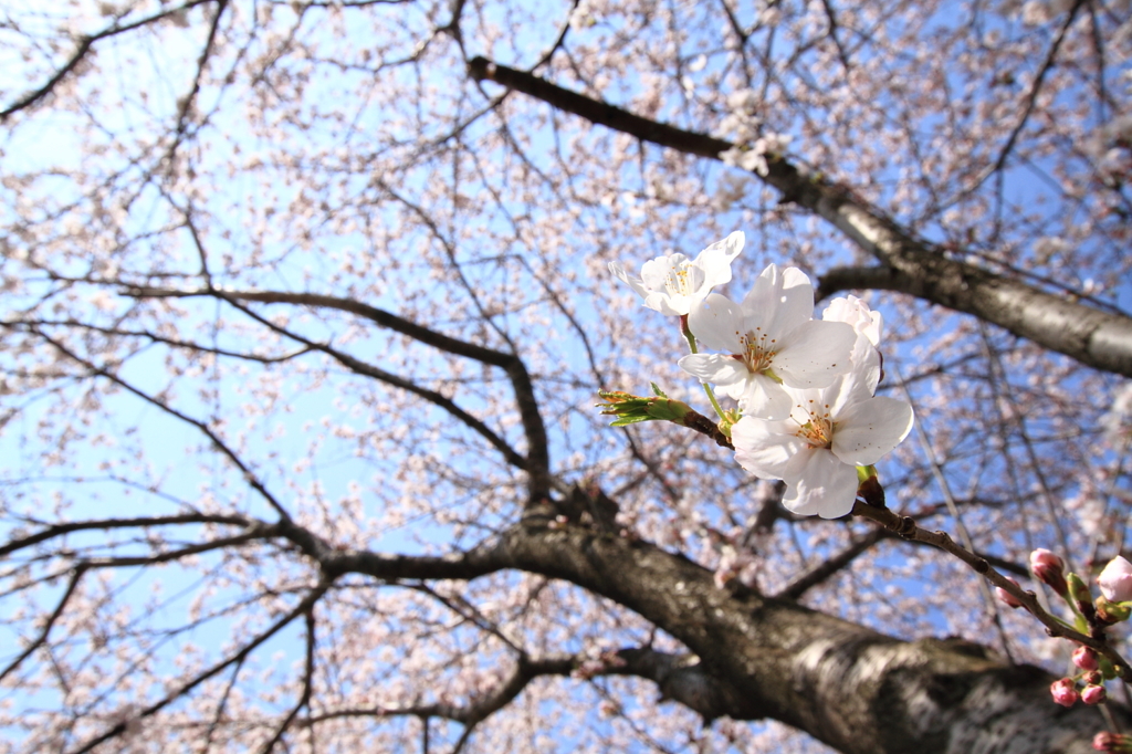 桜咲く