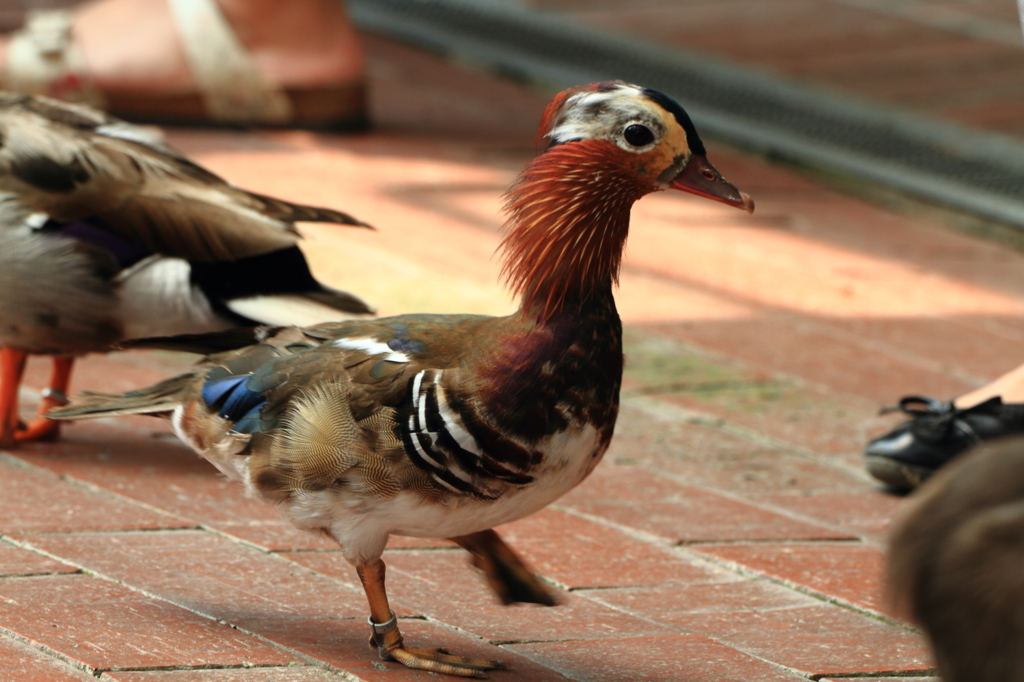 花鳥園の鳥たち 1