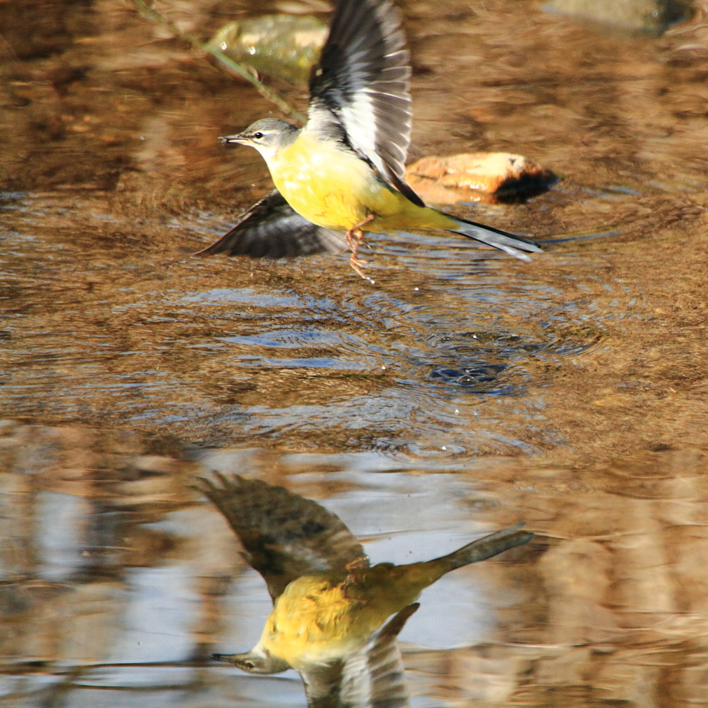 水に写る姿もカッコイイ君