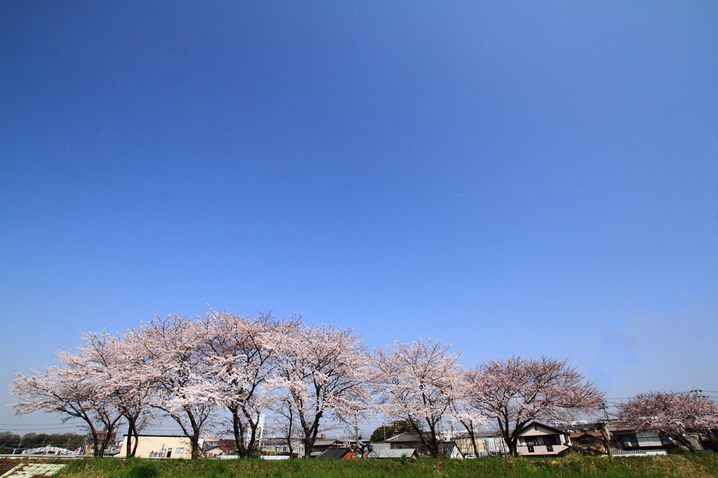 青空と桜並木