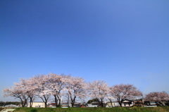 青空と桜並木