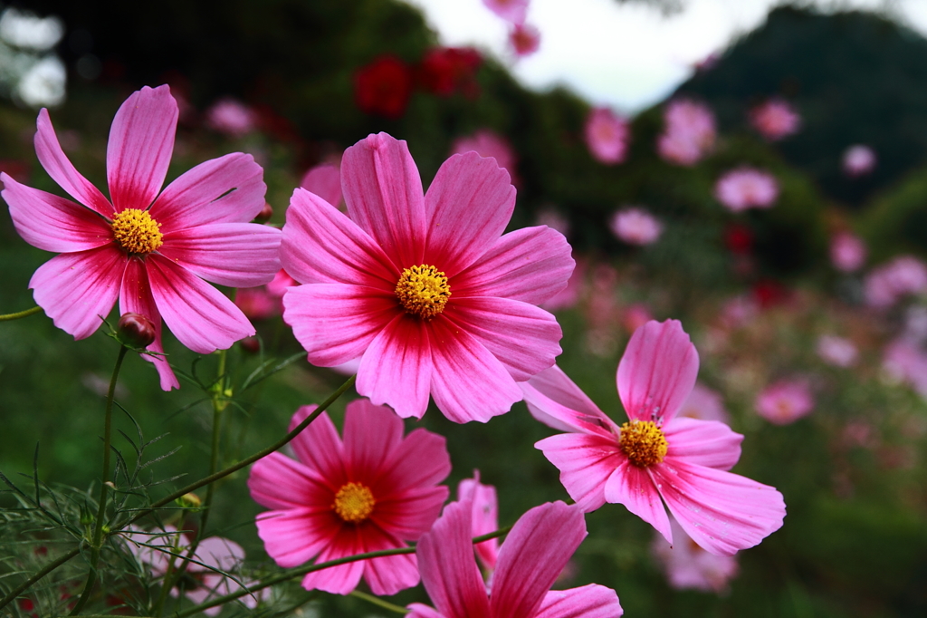 花フェスタ記念公園 ７