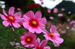 花フェスタ記念公園 ７